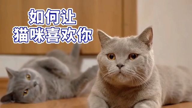 如何让猫咪喜欢你?这几招让你轻松俘获喵星人的心