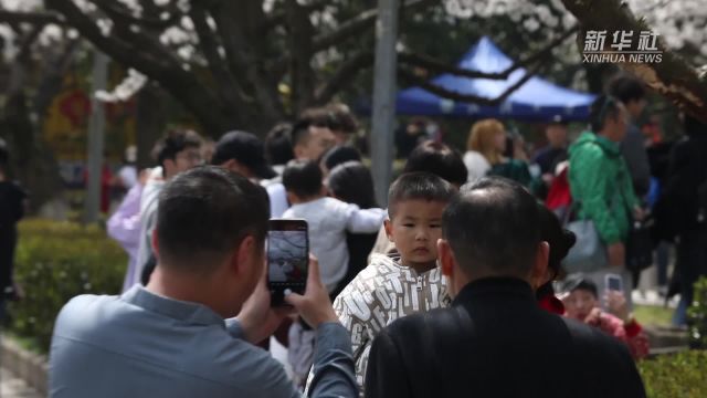 樱蕊万枝满春林 武大樱花盛放迎客