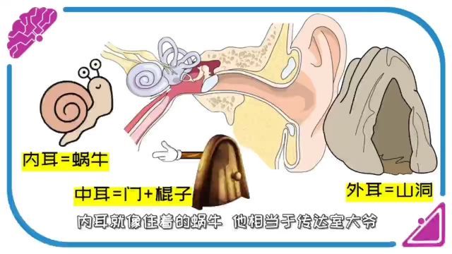 来看看耳朵的每一个功能及性能