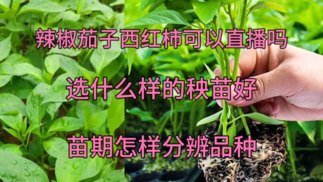 辣椒茄子西红柿可以直播种吗?选什么样的秧苗好?怎样区分品种