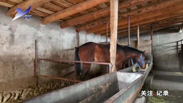 【关注ⷨ𝕣€‘“土专家”改良伊犁马致富有门道