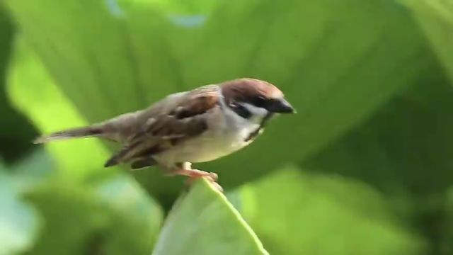 大美济宁:来兖州 上春山