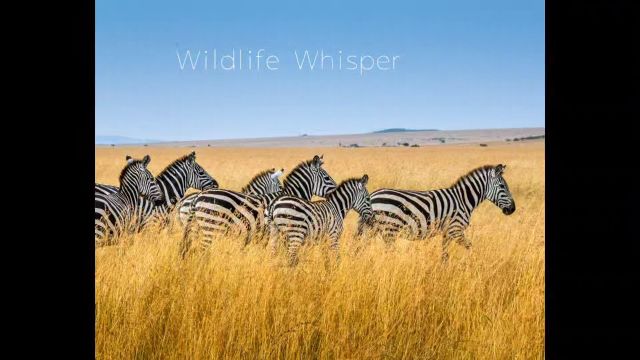 听歌记单词/Wildlife Whisper