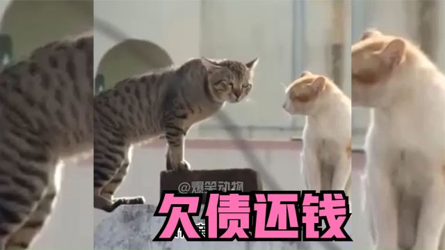 猫:都快夏天了,你借我的钱什么时候还