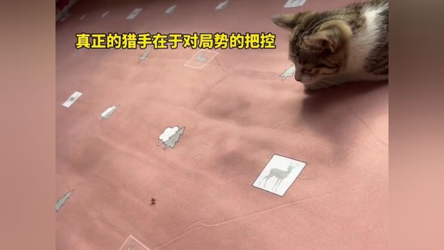 真正的猎手,在于对局势的把控.