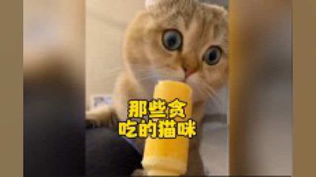 那些贪吃的猫咪,来看看哪个贪吃