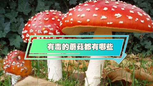 有毒的蘑菇都有哪些？