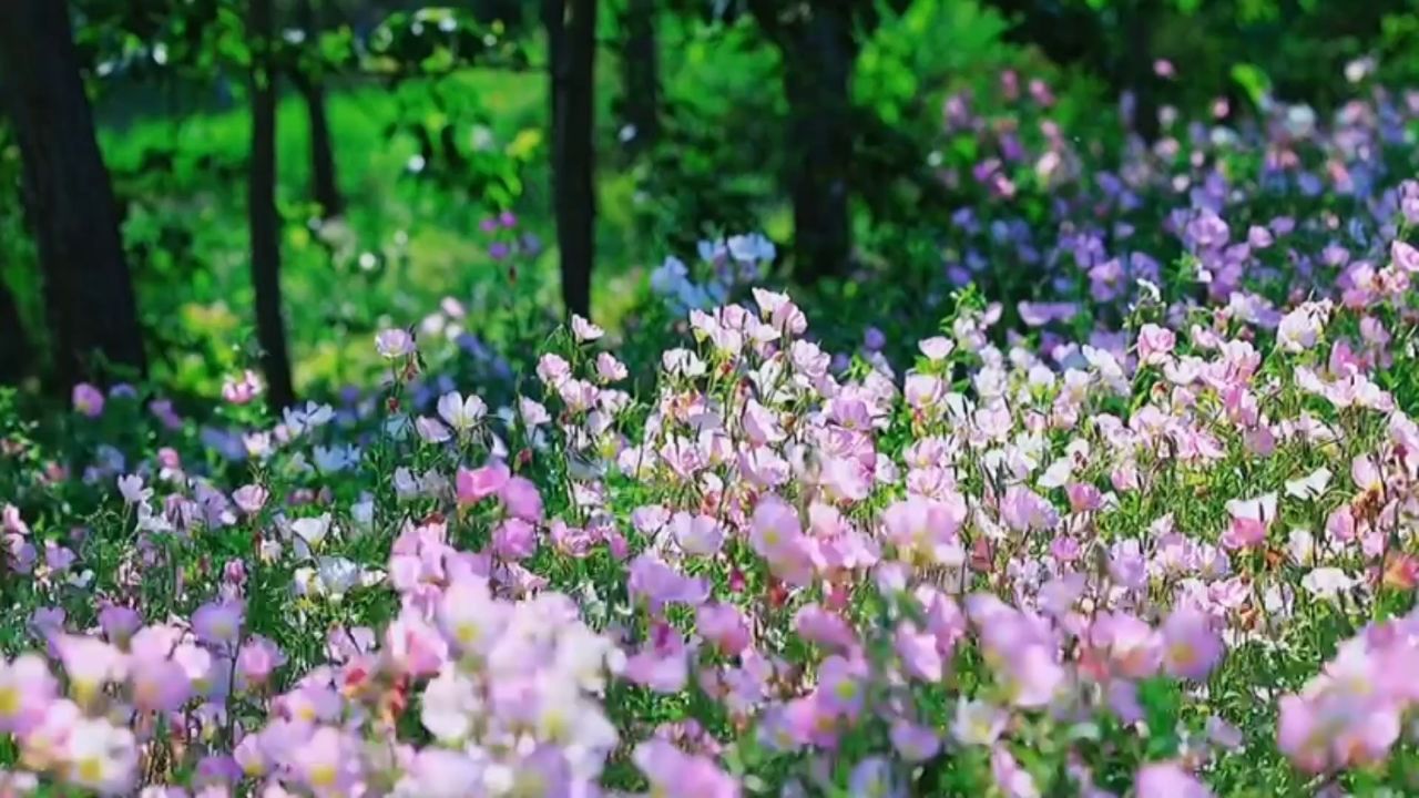《樱花草》