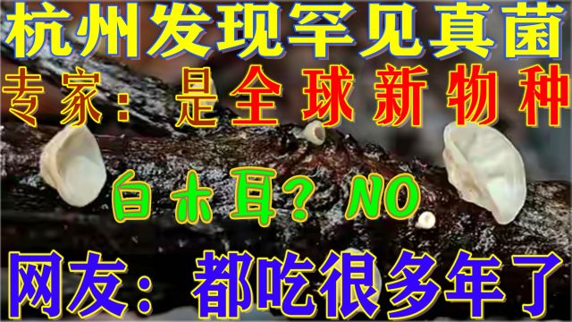 杭州发现罕见真菌,专家:是“全球新物种”!网友:都吃很多年了