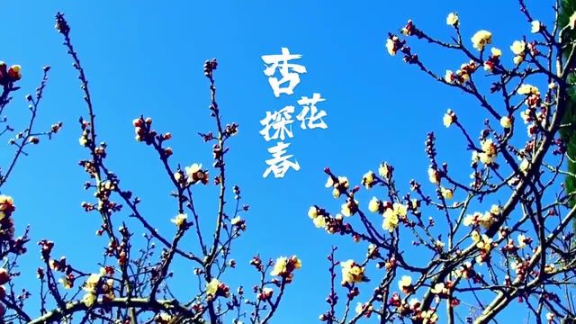 临沂市平邑县:杏花绽放 美景如画