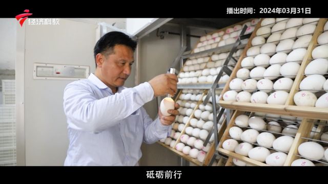 《广东新风采》| 饶平狮头鹅祖代场 专注原种提纯复壮——饶平县浮滨丰乐狮头鹅饲养有限公司