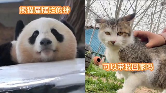 大象萌宠丨熊猫界也有摆烂的神;“我很乖,可以带我回家吗”