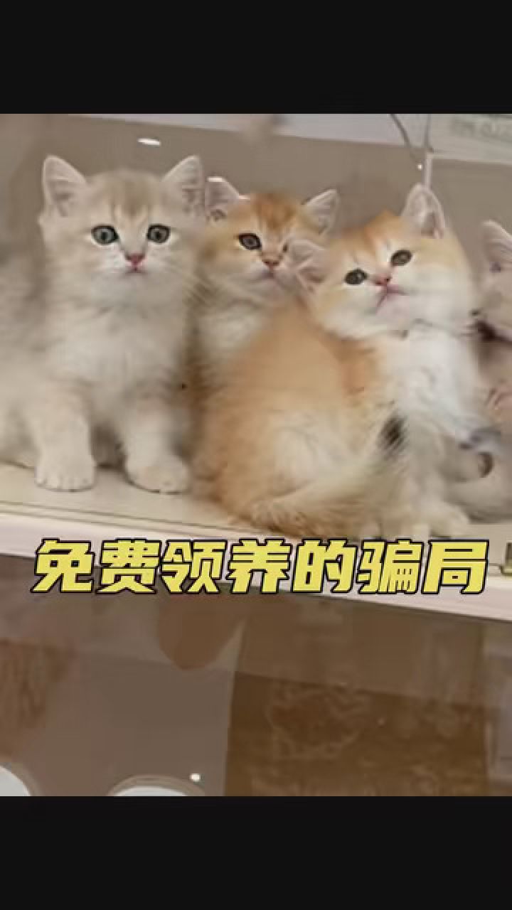 领养猫咪的时候看到这些套路,可要小心了!