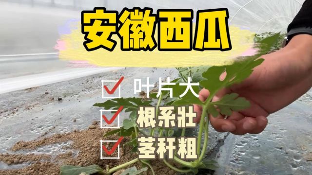 进口水溶肥西瓜移栽后遭受低温导致冻害,随后冲施夫沃施采法特根沃多+微生物菌剂,根系发达,茎杆健壮,叶片也恢复正常,瓜秧和叶片比其他瓜农家的...