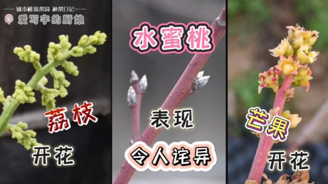 楼顶果园春色满园(4)芒果、荔枝开花,水蜜桃表现令人诧异