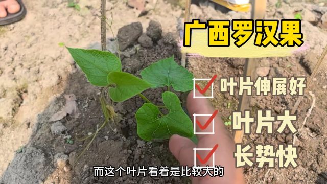 水溶肥厂家罗汉果果个大、品相好、叶片深绿色、树势好、特级果达到50%以上,无小果,广西覃大哥用夫沃施沃叶水溶肥.