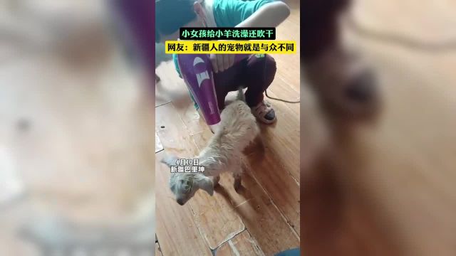 新疆小女孩给小羊洗澡还吹干 (编辑努尔波拉提)