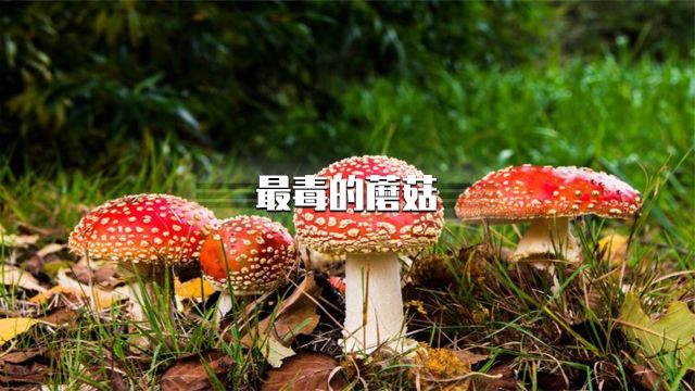 盘点十种最毒蘑菇,你见过几种?