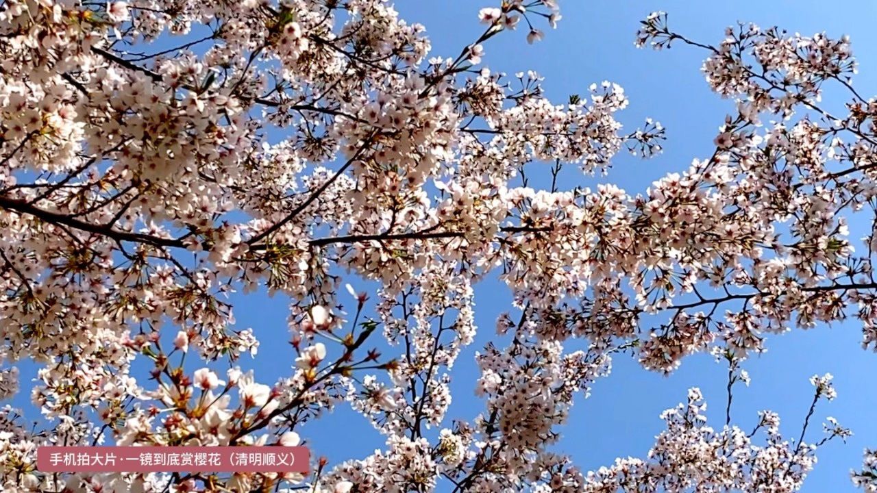 北京顺义耿丹学院樱花图片