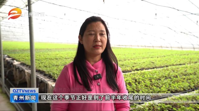 潍坊青州:特色种植助力农业增产 农民增收