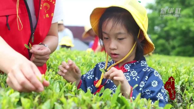 千城百县看中国丨山东枣庄:文化研学 茶旅融合