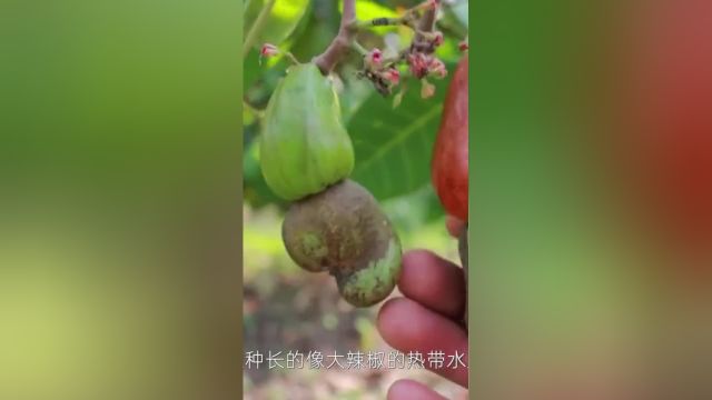 坚果中的“涨价王”,腰果凭啥这么贵?#腰果 1