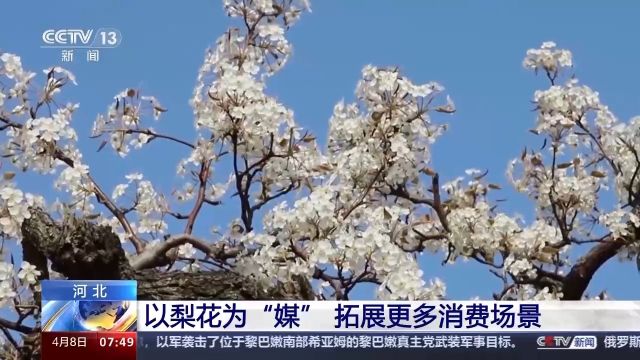 颜值变产值 做活“梨”经济 魏县这样做→