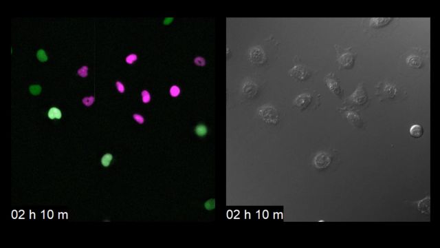 Hela cell (DIC, FUCCI) 35mm培养皿,使用设备:IX83,40X干镜,Tokai Hit恒温箱活细胞套餐,出自日本理研脑科学中心小松老师