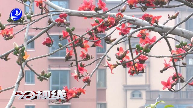 东岩山:又见木棉花开