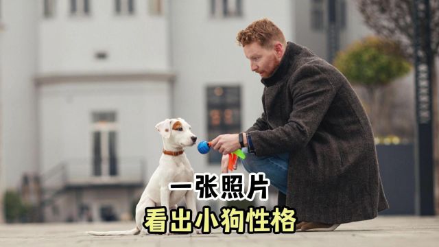 狗狗照片,能暴露它的“性格”,一猜一个准