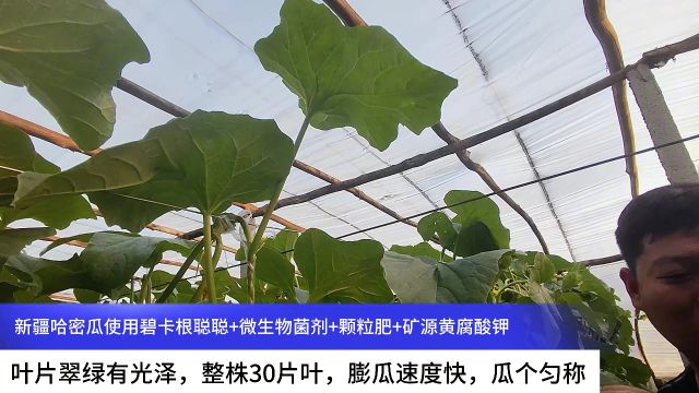 哈密瓜种植新疆哈密瓜使用碧卡根聪聪+微生物菌剂+颗粒水溶肥+矿源黄腐酸钾,叶片翠绿有光泽,整株30片叶,膨瓜速度快,瓜个匀称