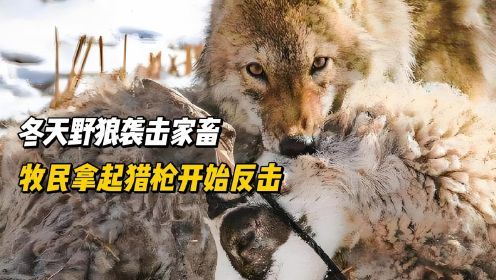 人狼大战：冬天野狼袭击家畜，牧民拿起猎枪开始反击