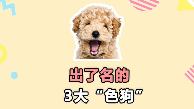 出了名的3大“色狗”,你家的上榜了吗?