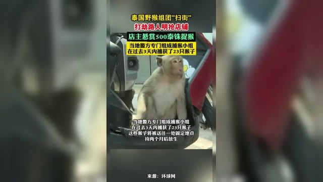 泰国野猴组团“扫街”:打劫路人明抢店铺店主悬赏500泰铢捉猴当地警方专门组成捕猴小组在过去3天内捕获了23只猴子