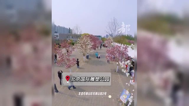 【 | 】北京国际雕塑公园是北京市玉兰花种植面积最广、品种最多、最具知名度的玉兰花观赏、打卡地之一.公园里的千余株玉兰