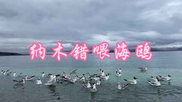 海拔4600米的高原湖泊,自由的海鸥游在湖面等待邂逅它的人