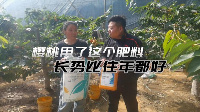 水溶肥品牌河北秦皇岛大棚樱桃使用翠姆水溶肥,果个大,膨果快,果面亮