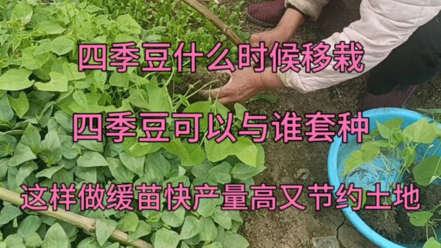 四季豆啥时候移栽?可以与谁套种?这样做缓苗快产量高又节约土地