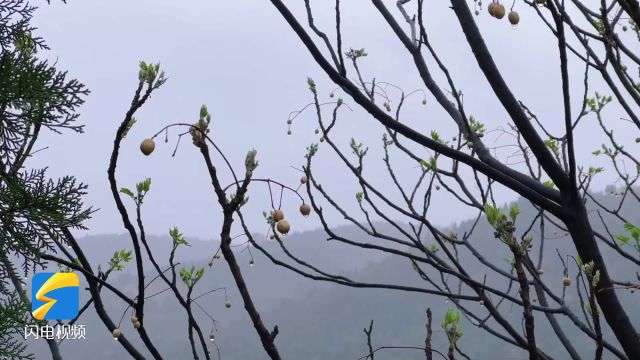 淅淅沥沥雾气朦胧 枣庄迎来一场降雨