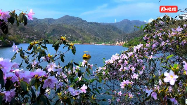 湖南双牌阳明山:晴空下万和湖花海醉人眼