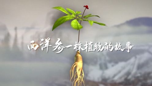 魅力中国之西洋参一株植物的故事