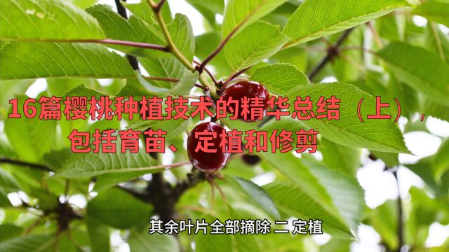 16篇樱桃种植技术的精华总结(上),包括育苗、定植和修剪