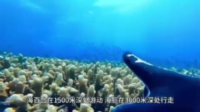 新知|万米深海的海参长啥样?跟“奋斗者”探索神秘的海底世界