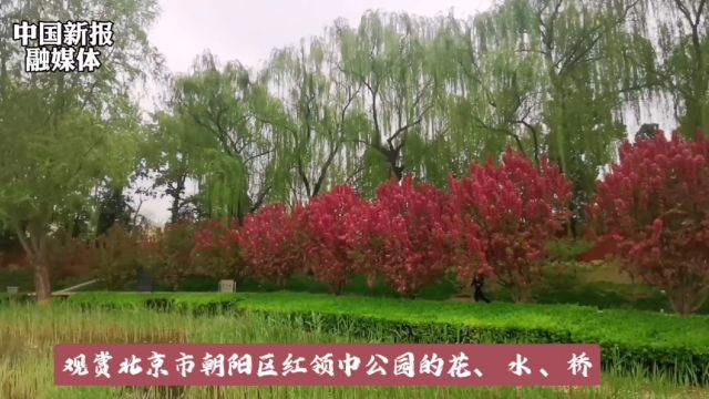 观赏北京市朝阳区红领巾公园里的花,水、草、桥!