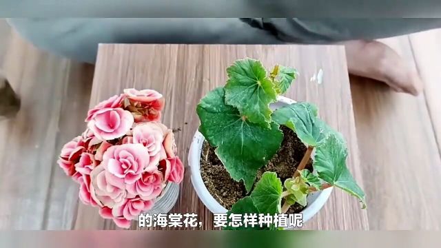 怎样让盆栽的海棠花又粗又壮,你知道方法吗?