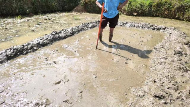 景区周边体验农耕文明,参与整田、撒秧.在稻田中,亲手破碎土壤、均匀撒种,感受劳作艰辛.了解水稻生长周期,尝试传统农具.