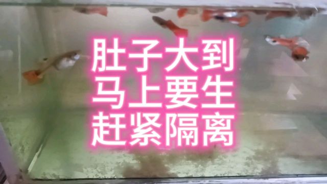 孔雀鱼肚子又大了马上要生,赶紧隔离放到自制繁殖盒,好期待