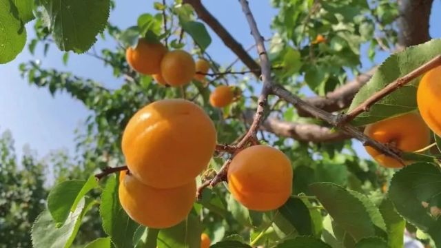 融媒助力!“杏”好有你!来一场与初夏的甜蜜邂逅