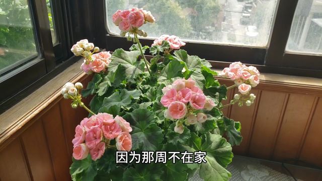 重瓣天竺葵如何养护才不会消苞?它和单瓣天竺葵养护的不同之处?