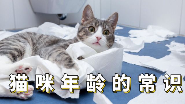 你家的猫咪几岁了?这几个常识你要知道